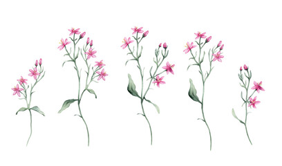 Watercolor set of beautiful little pink Flower on a white background. Botanical illustration freehand drawing. Hand drawn illustration carnation with pencil strokes. Pink purple meadow flowers.