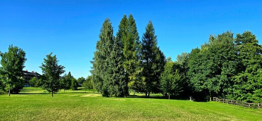 landscape with trees