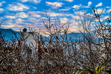 Obraz premium bird on a branch