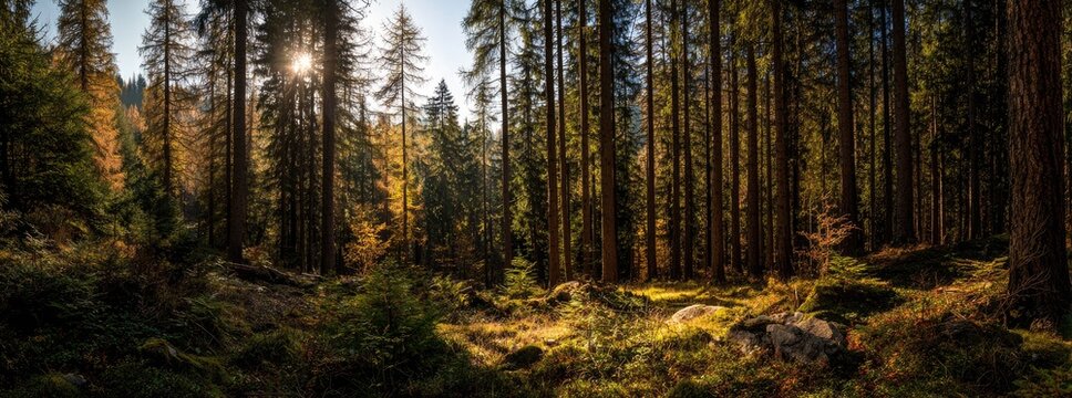 Sunlight filtering through a dense autumn forest