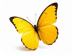 A delicate yellow butterfly with wings spread open