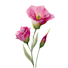 My hand-painted watercolor of lisianthus in side perspective, featuring soft tones and artistic simplicity, isolated on white, EPS vector ready. EPS vector design,  collection