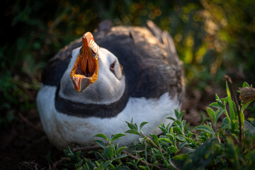 Atlantic puffin (Fratercula arctica) single portrait with vibrant wildflowers, Skomer Island, Wales, UK