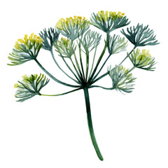 My Watercolor painting, dill herb collection illustration isolated on a white background, illustration, AI painting design, vector illustration set, eps format