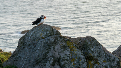 Atlantic puffin (Fratercula arctica) single portrait with vibrant wildflowers, Skomer Island, Wales, UK