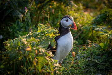 Atlantic puffin (Fratercula arctica) single portrait with vibrant wildflowers, Skomer Island, Wales, UK
