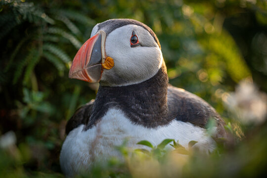 Atlantic puffin (Fratercula arctica) single portrait with vibrant wildflowers, Skomer Island, Wales, UK