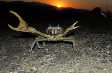 Lone Crab Crossing a Deserted Road at Sunset
