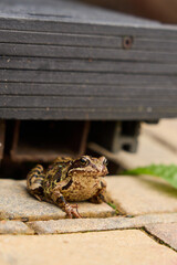 Close-Up of Brown Frog Outdoors