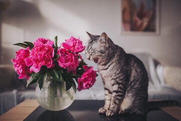 Cozy afternoon with a curious cat yawning beside vibrant pink peonies in a sunlit living room
