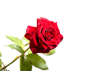 beautiful red rose on a white background,