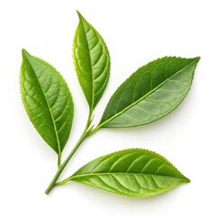 Obraz premium Three fresh green leaves with detailed veins isolated on white background