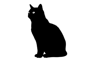 Silhouette of a Sitting Black Cat with Bright Eyes