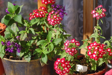 flowers in pots