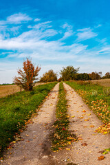 Autumn Country Path With Fallen Leaves a