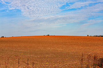 Expansive Autumnal Field Under Bright Blue Sky with Light Spattered Clouds