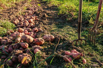 Harvested Potatoes in a Garden Row with Farming Tools on Grass