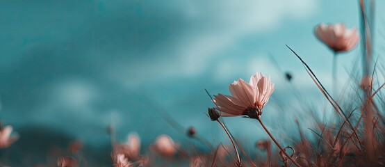 Delicate pink cosmos flowers against a teal sky