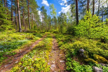 Fototapeta premium Sunny forest path with wildflowers