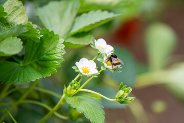 Bumblebee Collecting Pollen from Strawberry Flower in Greenhouse