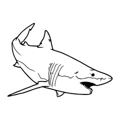 outline vector of great white shark illustration