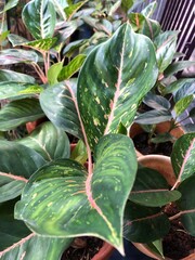 Aglaonema plant with green and pink leaves in a pot