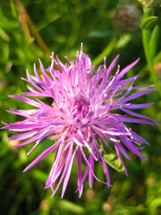 Obraz premium close up of a pink flower