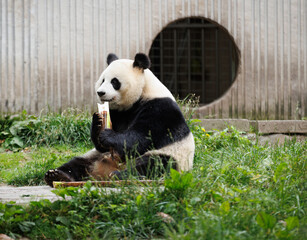 One giant panda eating bamboo in the zoo