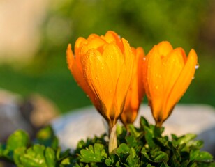 Close-up of three vibrant orange crocus flowers