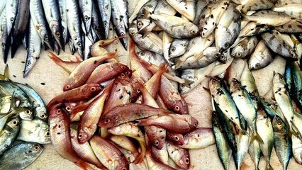 Freshly caught assorted fish neatly arranged in piles at an open-air seafood market, showcasing a diverse range of marine species in vibrant colors, including silver, red, and blue-green varieties