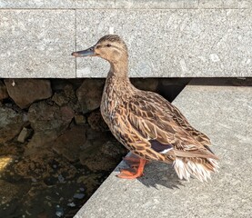 Pato en estanque en parque urbano 