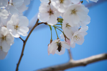Bee on White Cherry Blossom Against Clear Blue Sky