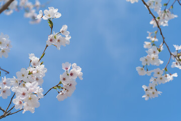 White Cherry Blossoms in Full Bloom Against Clear Blue Sky