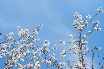 White Cherry Blossoms in Full Bloom Against Clear Blue Sky