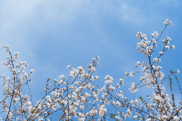 White Cherry Blossoms in Full Bloom Against Clear Blue Sky