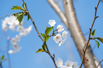 White Cherry Blossoms in Full Bloom Against Clear Blue Sky