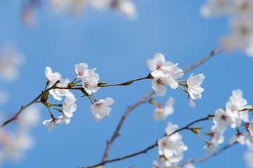 White Cherry Blossoms in Full Bloom Against Clear Blue Sky
