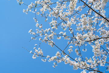 White Cherry Blossoms in Full Bloom Against Clear Blue Sky
