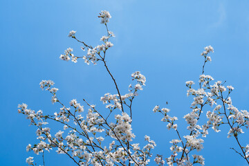 White Cherry Blossoms in Full Bloom Against Clear Blue Sky