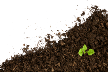 young green plant growing from pile of soil in corner isolated on white or transparent png