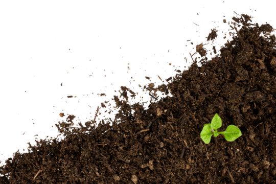 young green plant growing from pile of soil in corner isolated on white or transparent png