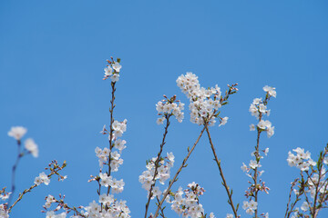 White Cherry Blossoms in Full Bloom Against Clear Blue Sky