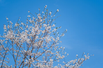 White Cherry Blossoms in Full Bloom Against Clear Blue Sky