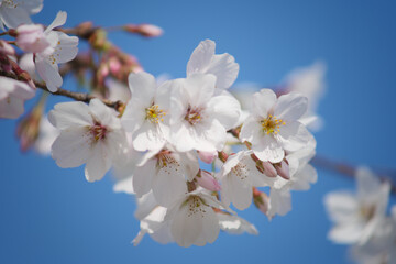 White Cherry Blossoms in Full Bloom Against Clear Blue Sky
