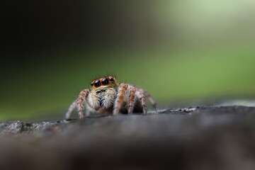 Close-up of a jumping spider with vivid eyes.