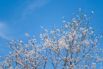 Cherry branches with white cherry blossoms in full bloom against a blue sky background