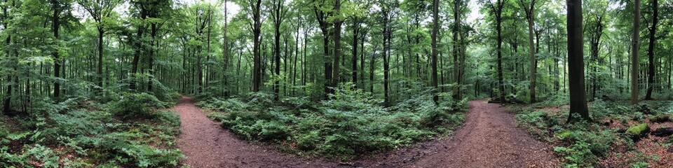 Fototapeta premium Panoramic view of a dense forest with a fork in the path