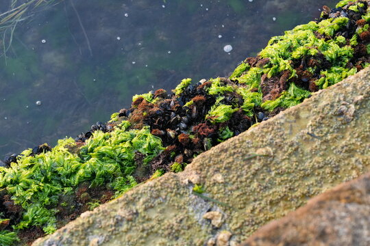 COZZE EVEGETAZIONE SUI MURAZZI A PELLESTRINA