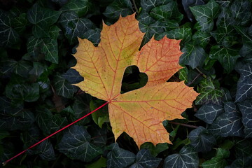Maple orange leaf with heart on green ivy background. Holiday thanksgiving card. Love fall...