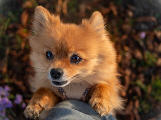Cute Pomeranian dog standing on hind legs and leaning on a person